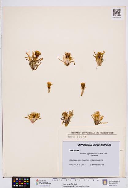 Werneria pygmaea [Espécimen: ]