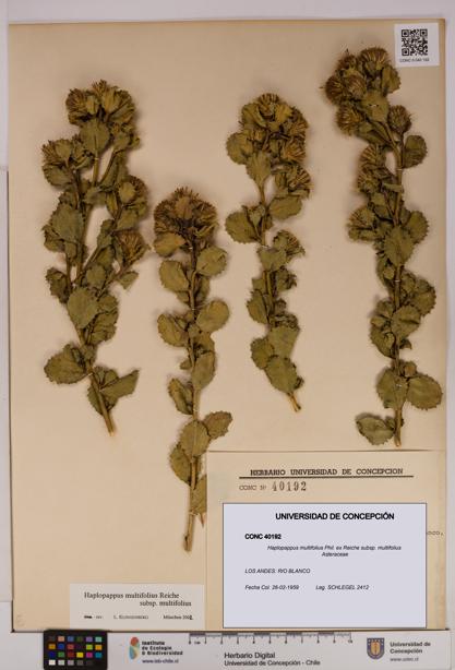 Haplopappus multifolius subsp. multifolius [Espécimen: UDEC:CONC:0040192]