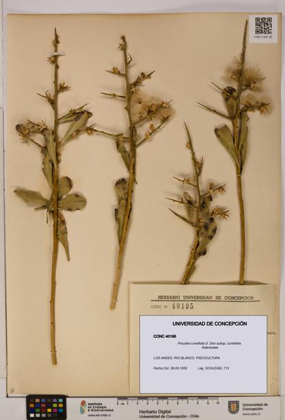 Proustia cuneifolia subsp. cuneifolia [Espécimen: UDEC:CONC:0040195]
