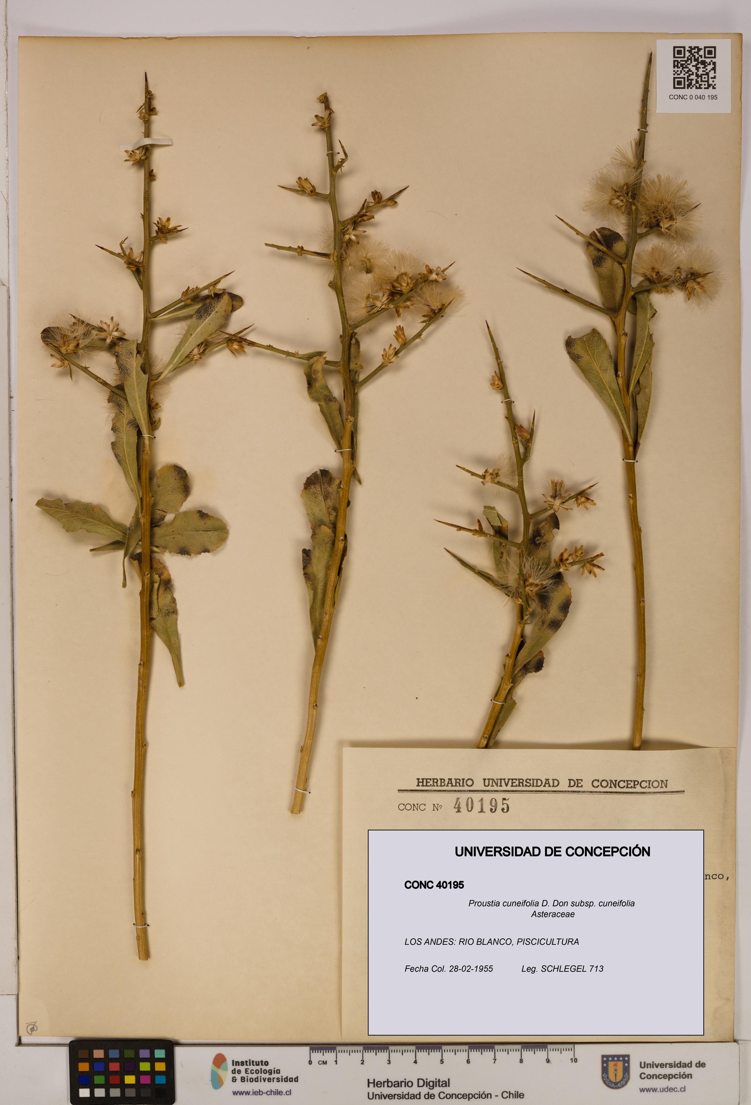 Proustia cuneifolia subsp. cuneifolia [Espécimen: UDEC:CONC:0040195]