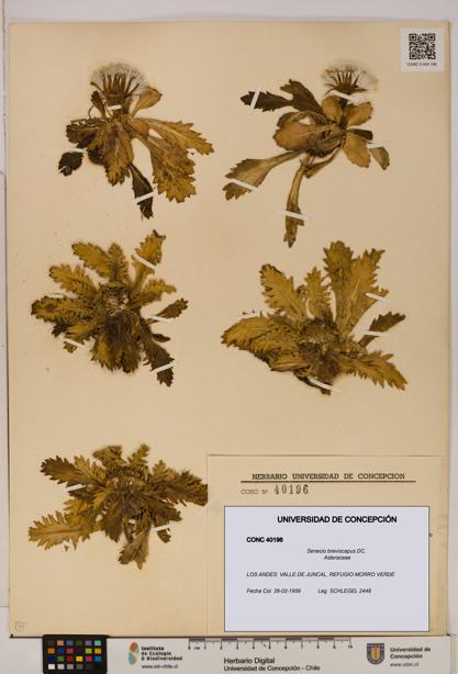 Senecio breviscapus [Espécimen: UDEC:CONC:0040196]