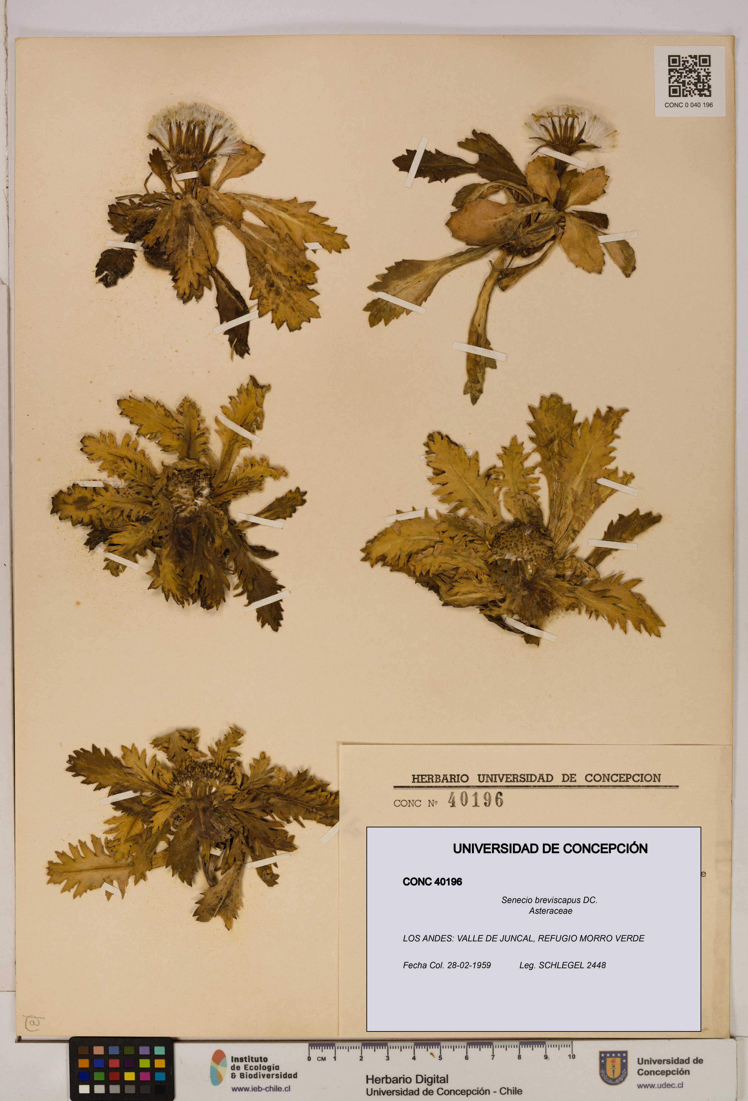 Senecio breviscapus [Espécimen: UDEC:CONC:0040196]