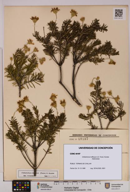 Chiliotrichum diffusum [Espécimen: UDEC:CONC:0040197]