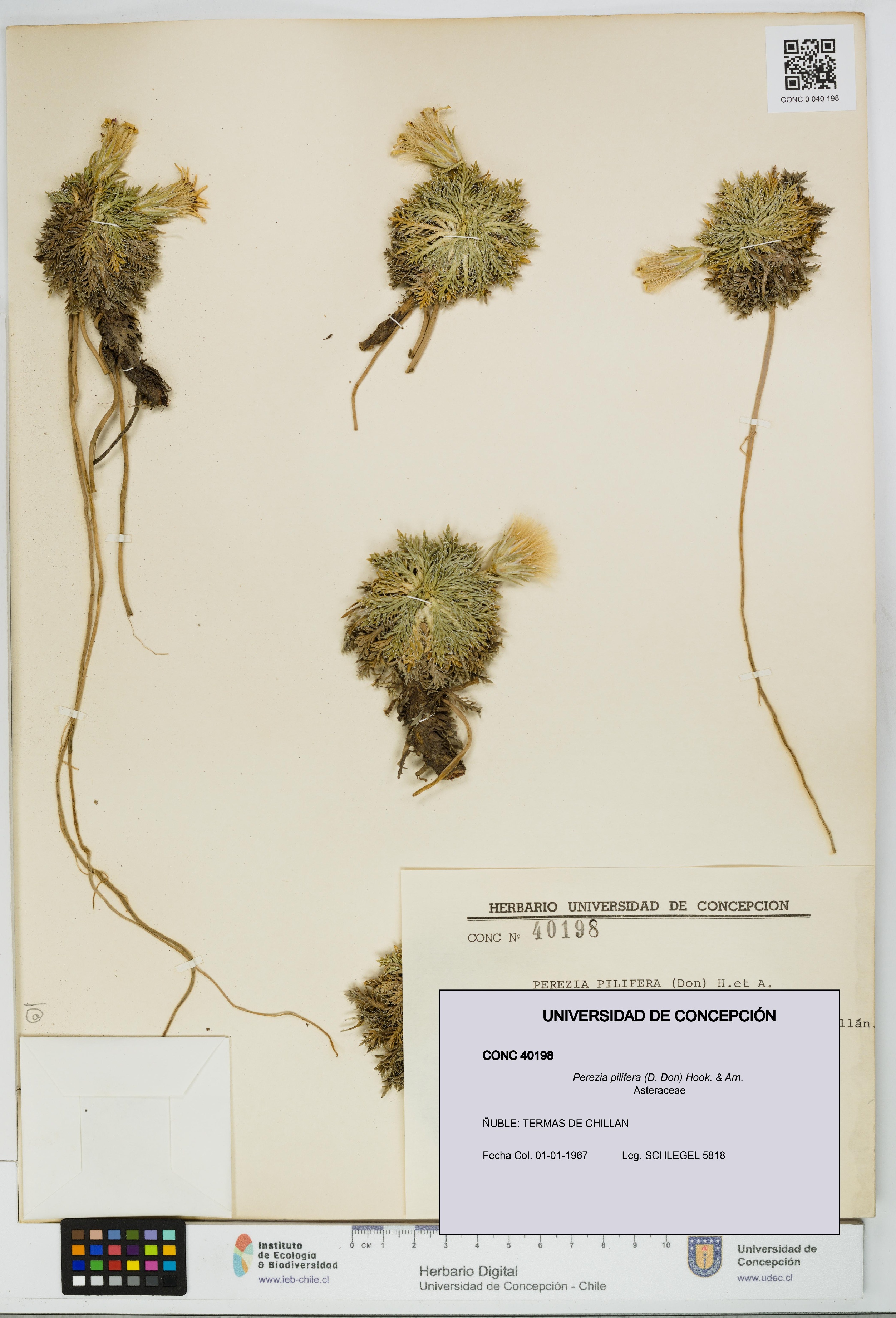 Perezia pilifera [Espécimen: UDEC:CONC:0040198]