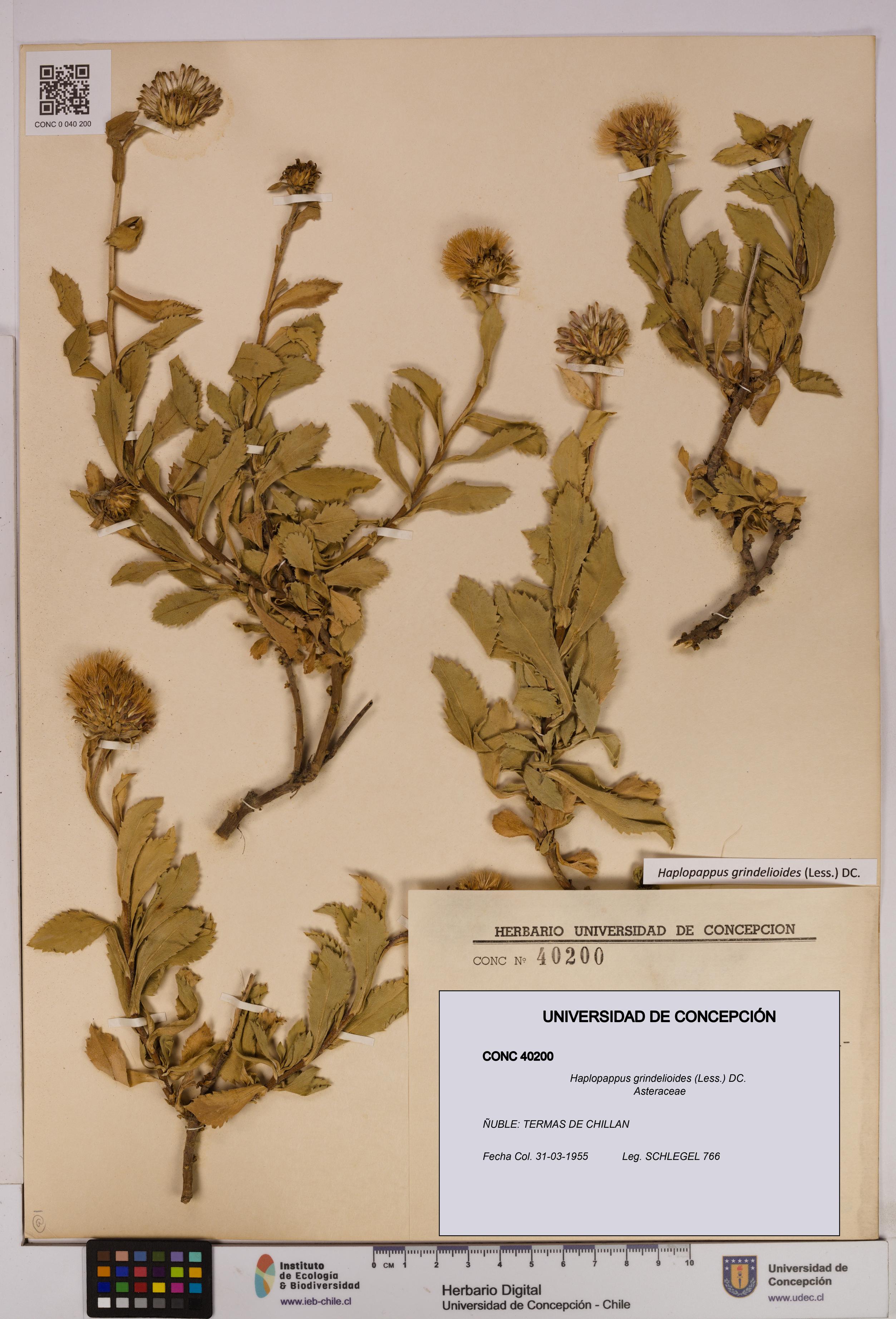Haplopappus grindelioides [Espécimen: UDEC:CONC:0040200]