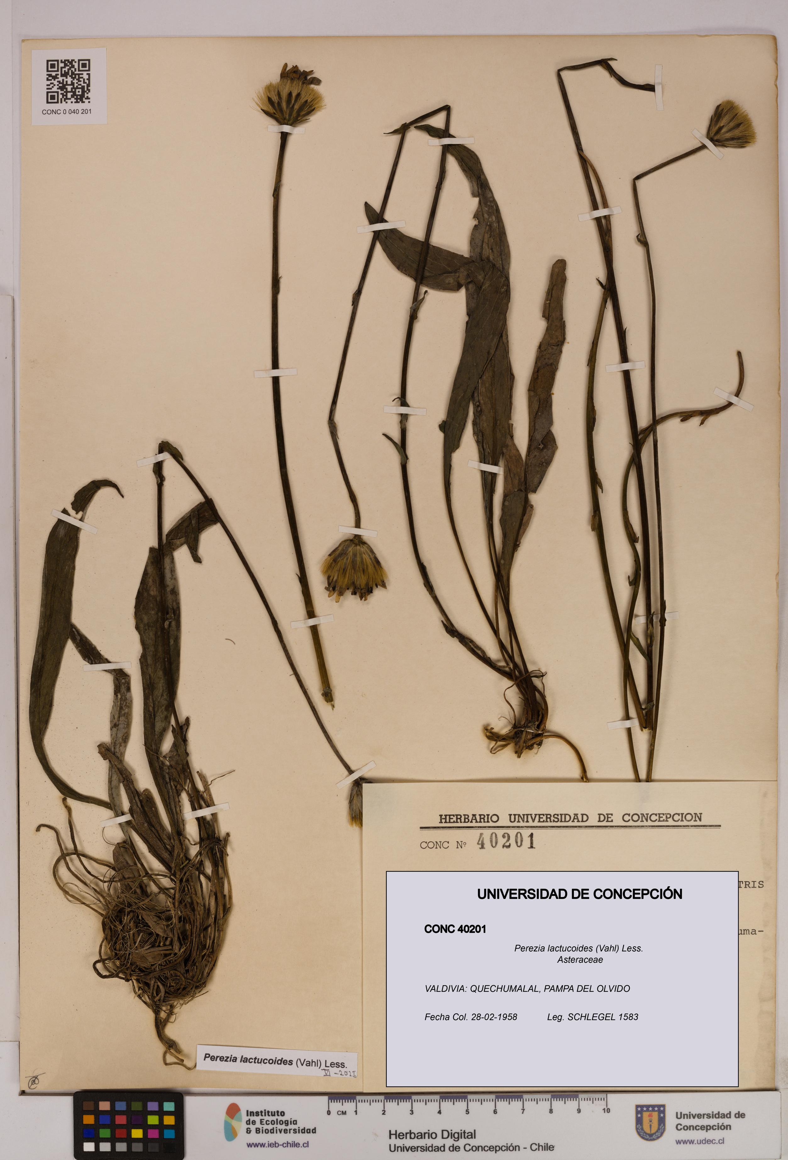 Perezia lactucoides [Espécimen: UDEC:CONC:0040201]