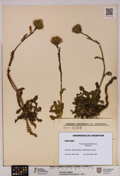 Perezia pedicularidifolia [Espécimen: UDEC:CONC:0040203]