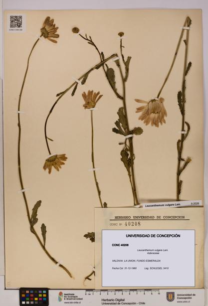 Leucanthemum vulgare [Espécimen: UDEC:CONC:0040208]