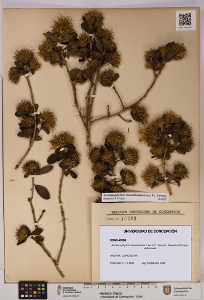 Archidasyphyllum diacanthoides [Espécimen: UDEC:CONC:0040209]