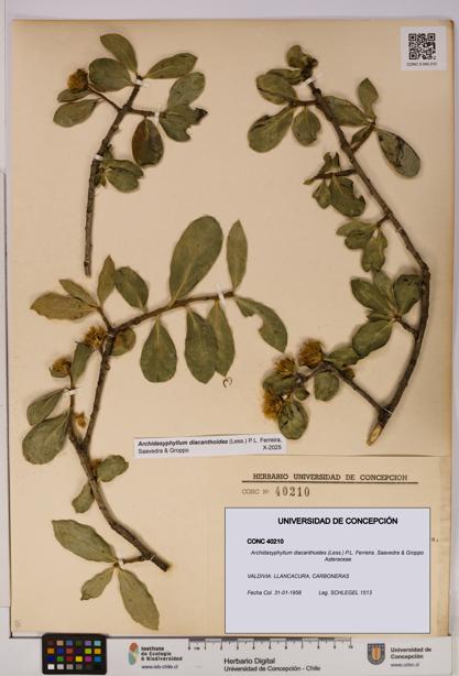 Archidasyphyllum diacanthoides [Espécimen: UDEC:CONC:0040210]