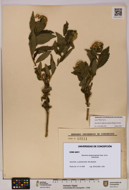 Baccharis sphaerocephala [Espécimen: UDEC:CONC:0040211]