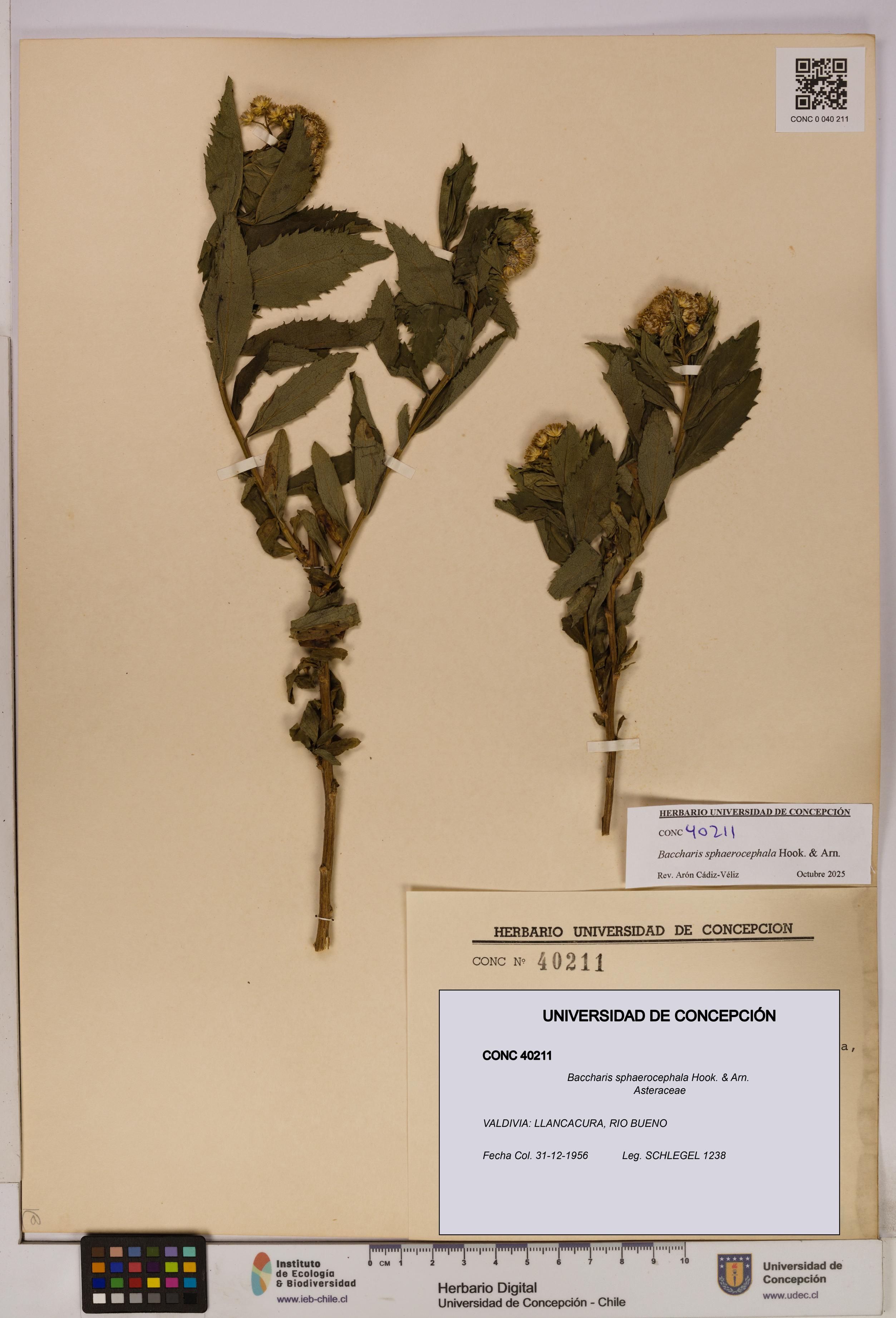 Baccharis sphaerocephala [Espécimen: UDEC:CONC:0040211]