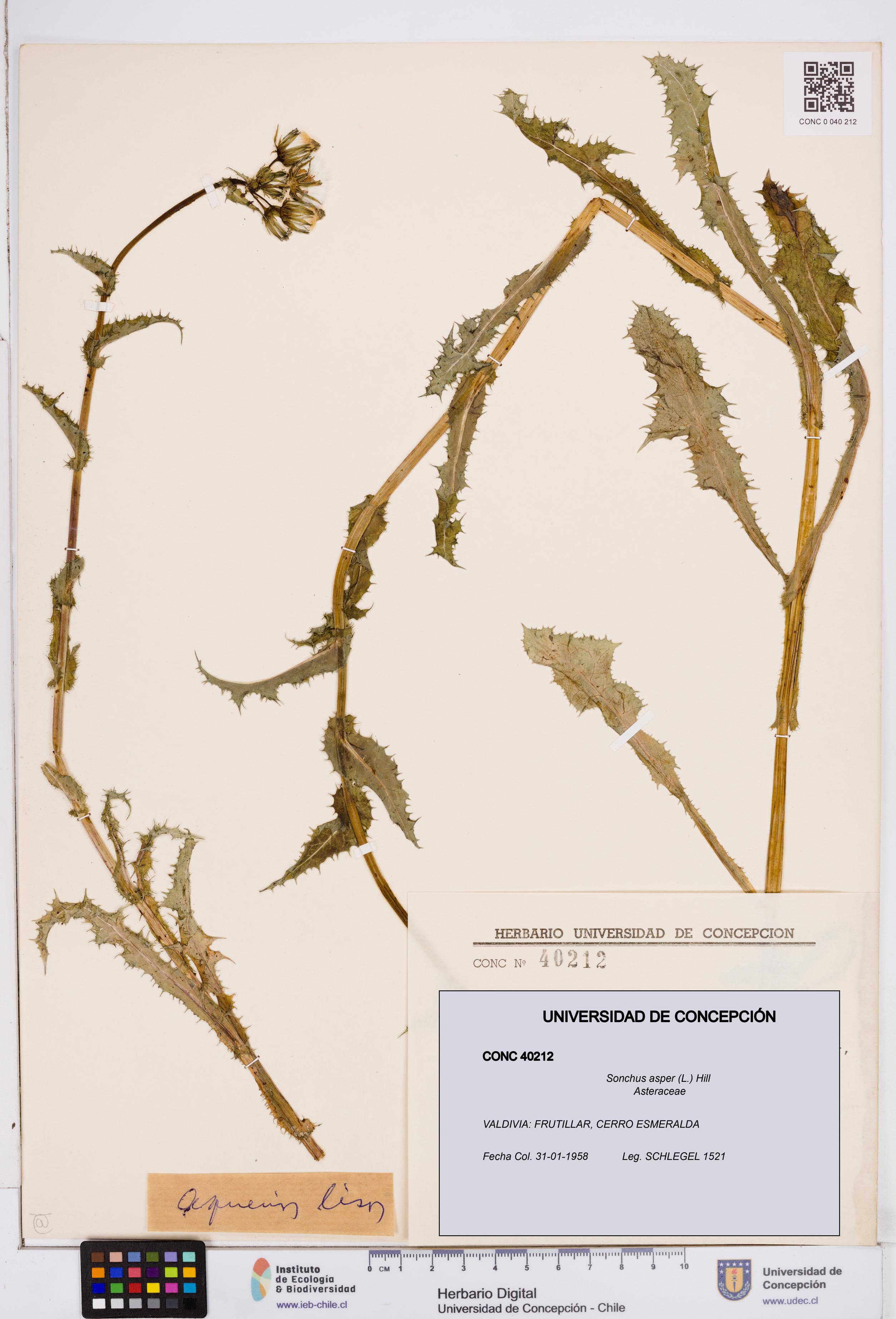Sonchus asper [Espécimen: ]