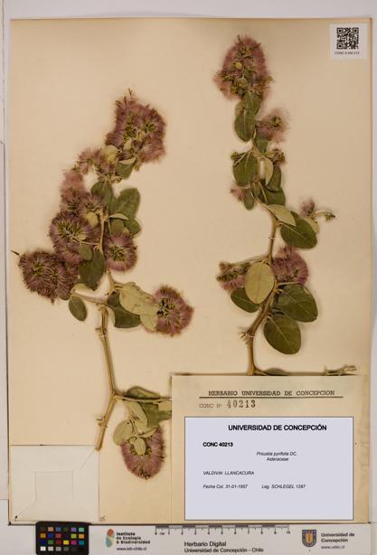 Proustia pyrifolia [Espécimen: UDEC:CONC:0040213]