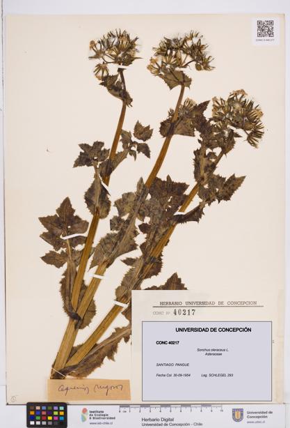 Sonchus oleraceus [Espécimen: ]