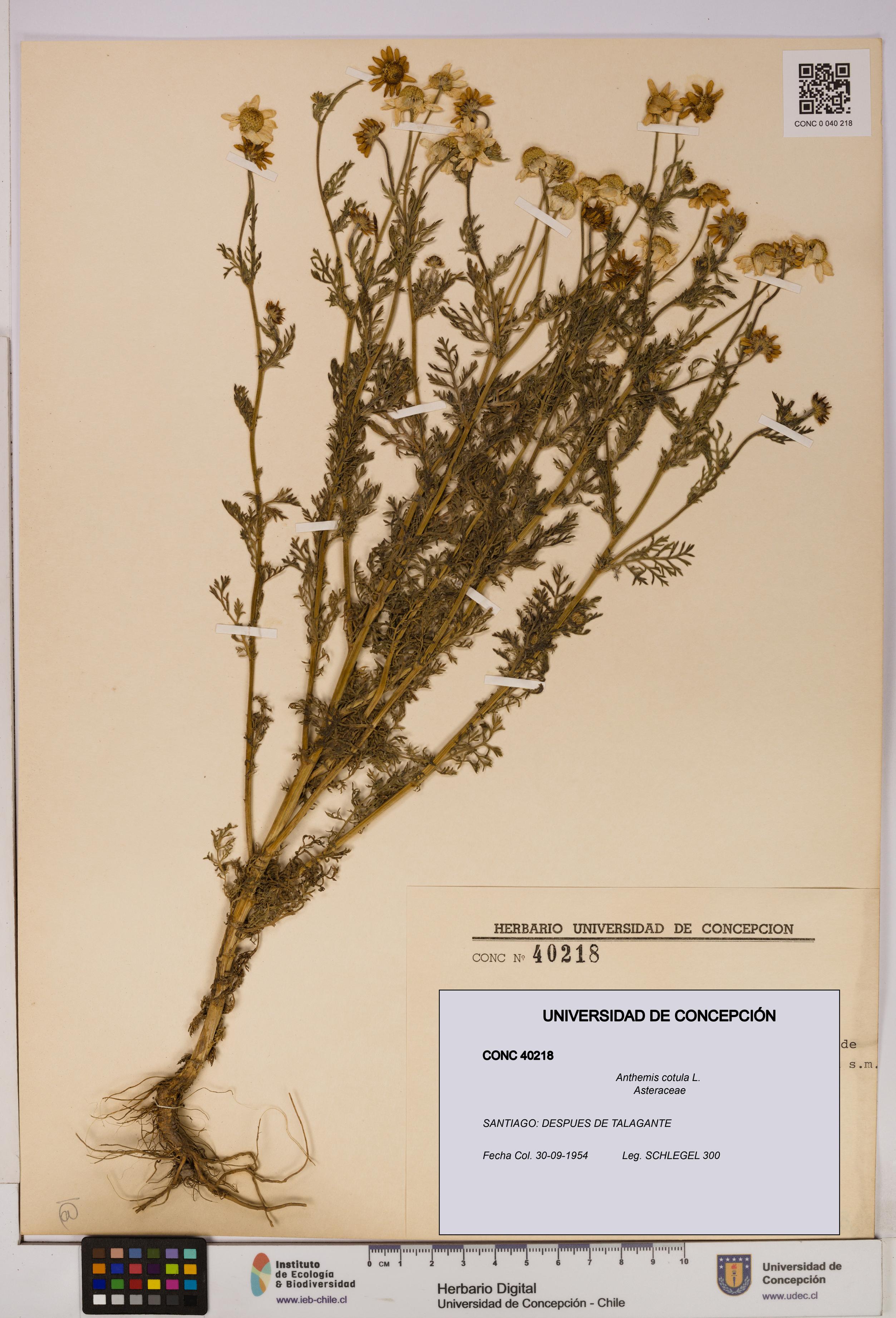 Anthemis cotula [Espécimen: UDEC:CONC:0040218]