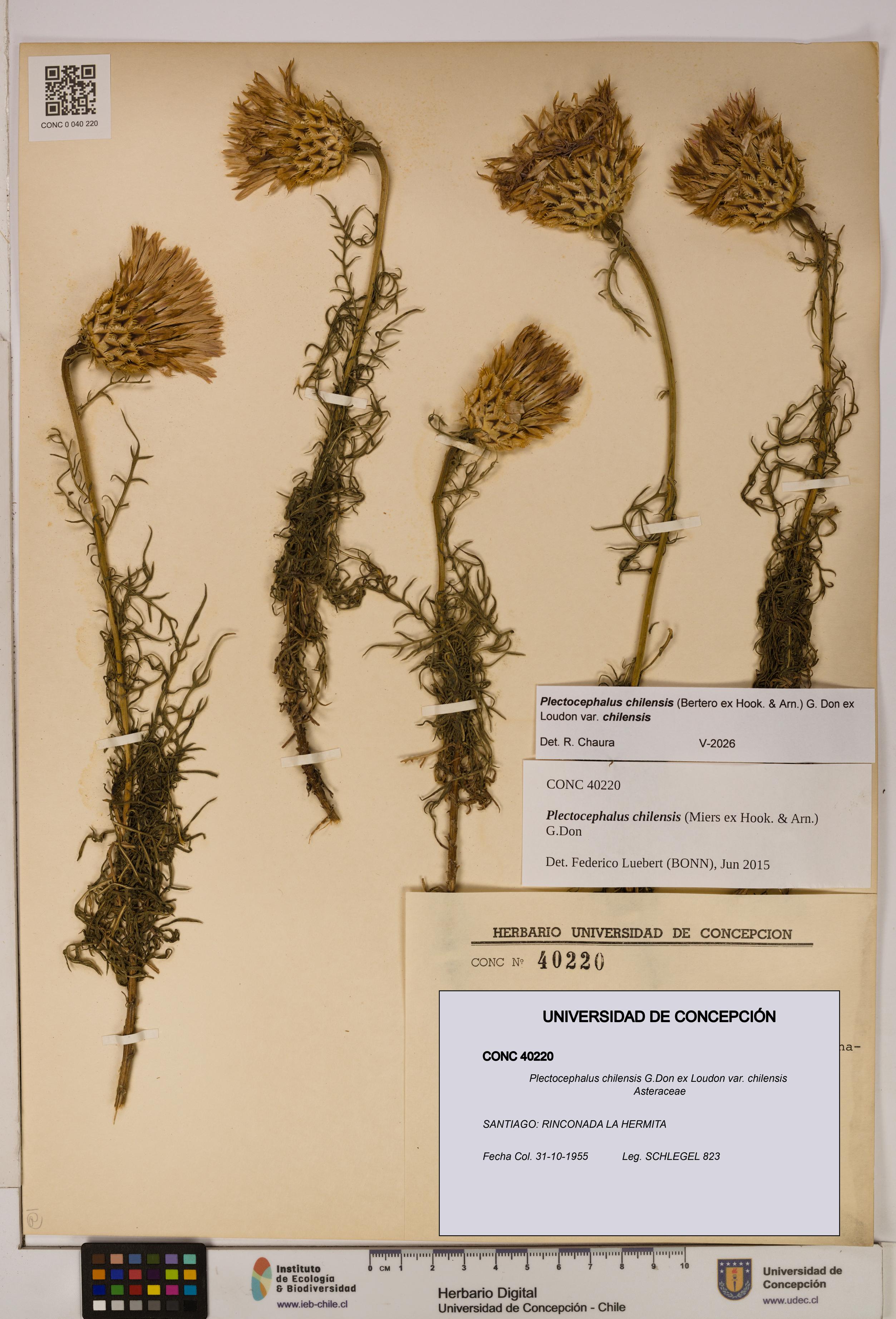 Plectocephalus chilensis [Espécimen: ]