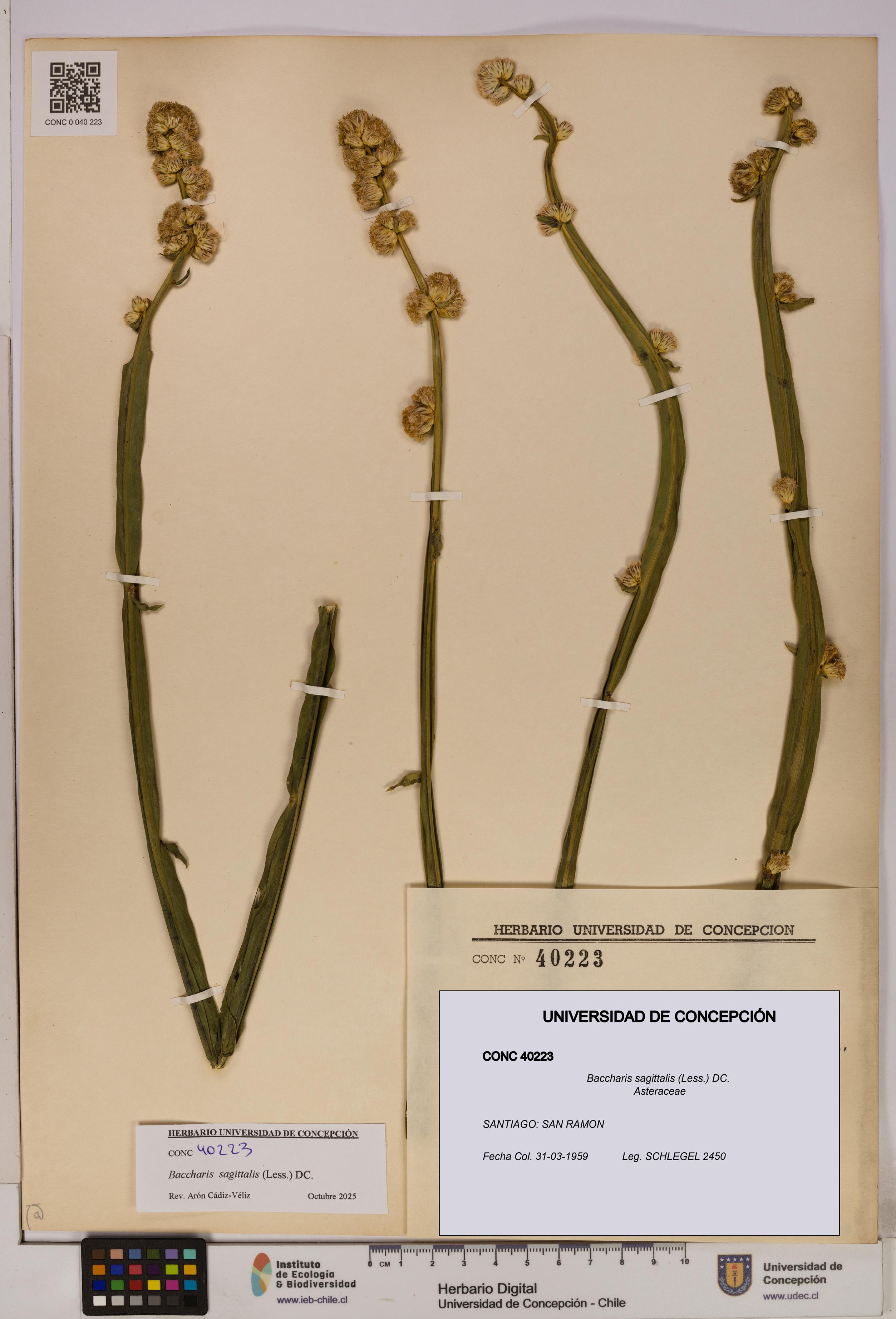 Baccharis sagittalis [Espécimen: UDEC:CONC:0040223]