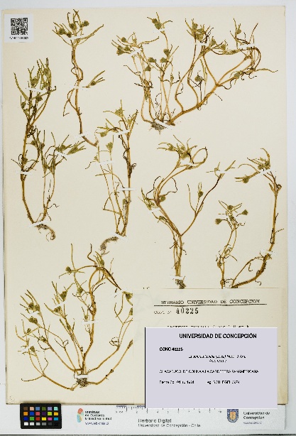 Lasthenia kunthii [Espécimen: UDEC:CONC:0040225]