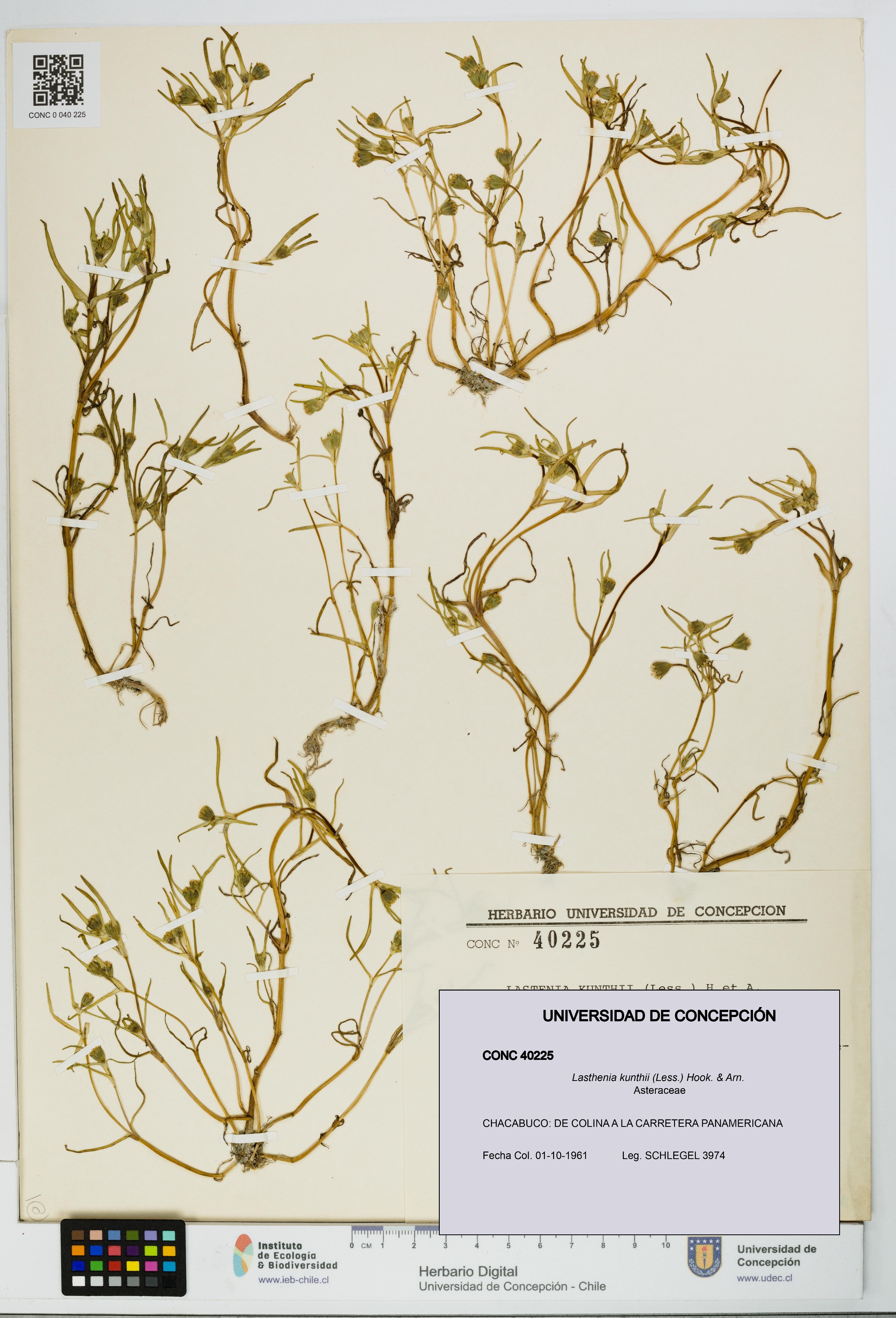 Lasthenia kunthii [Espécimen: UDEC:CONC:0040225]