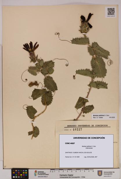 Mutisia latifolia [Espécimen: UDEC:CONC:0040227]