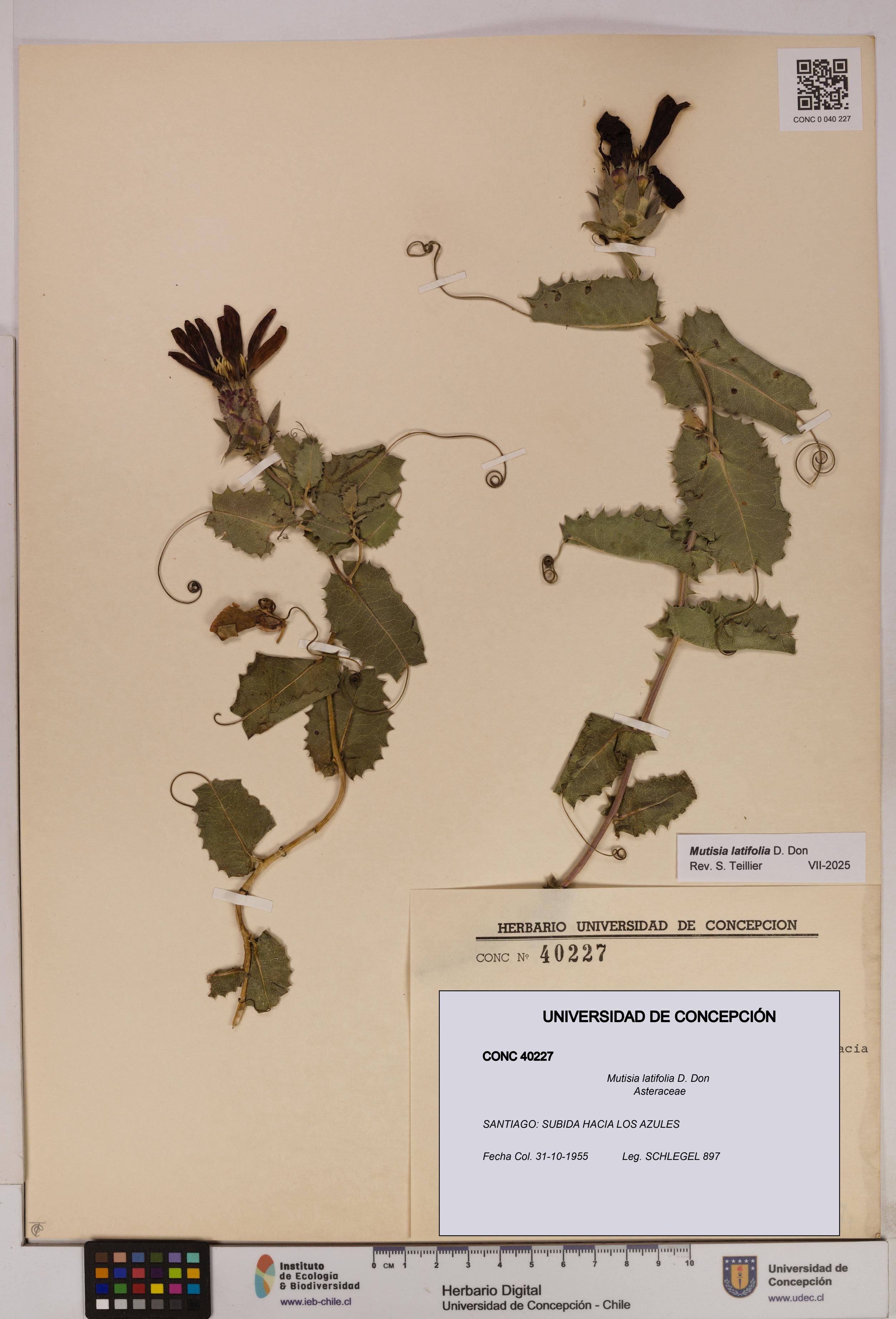 Mutisia latifolia [Espécimen: UDEC:CONC:0040227]