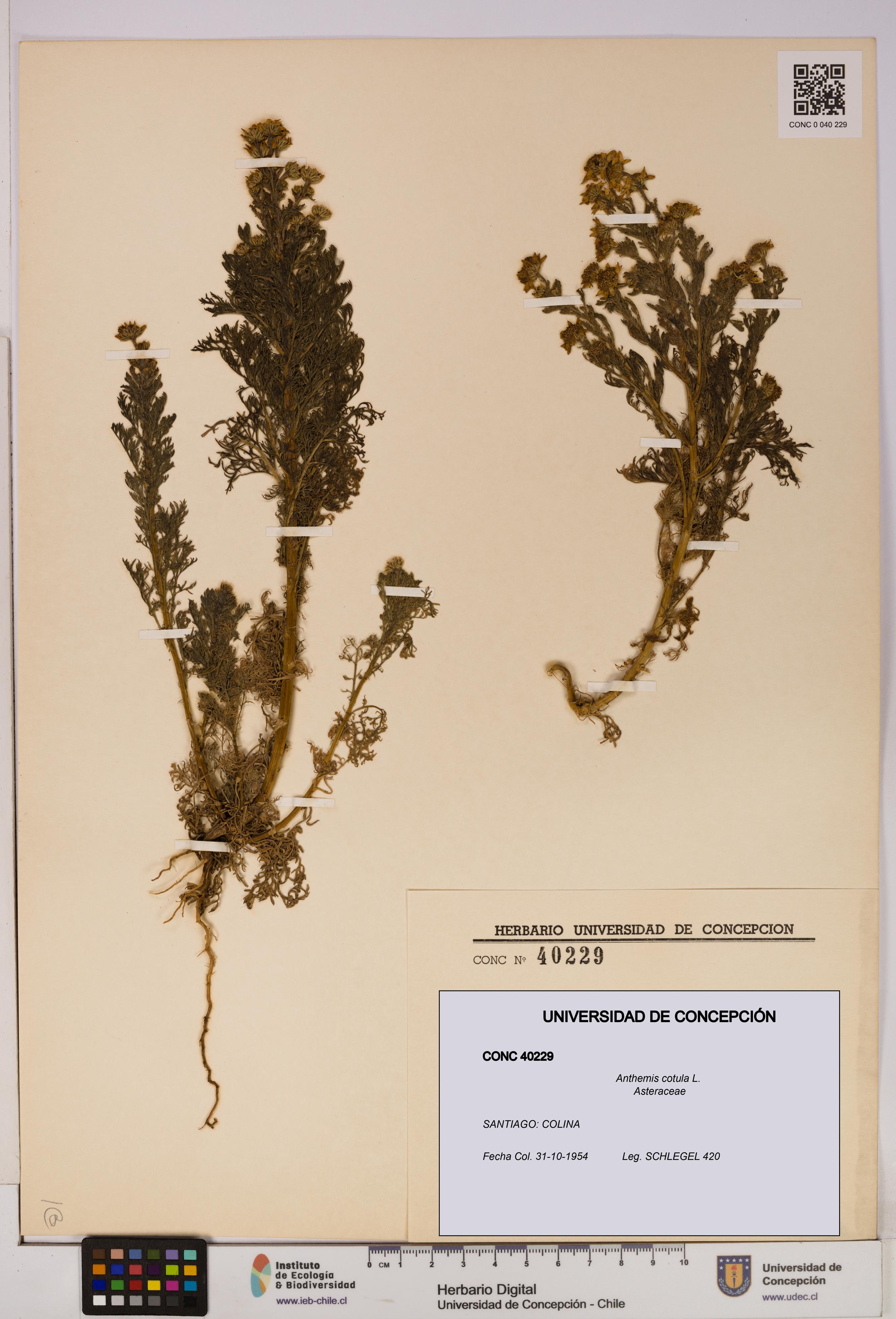 Anthemis cotula [Espécimen: UDEC:CONC:0040229]