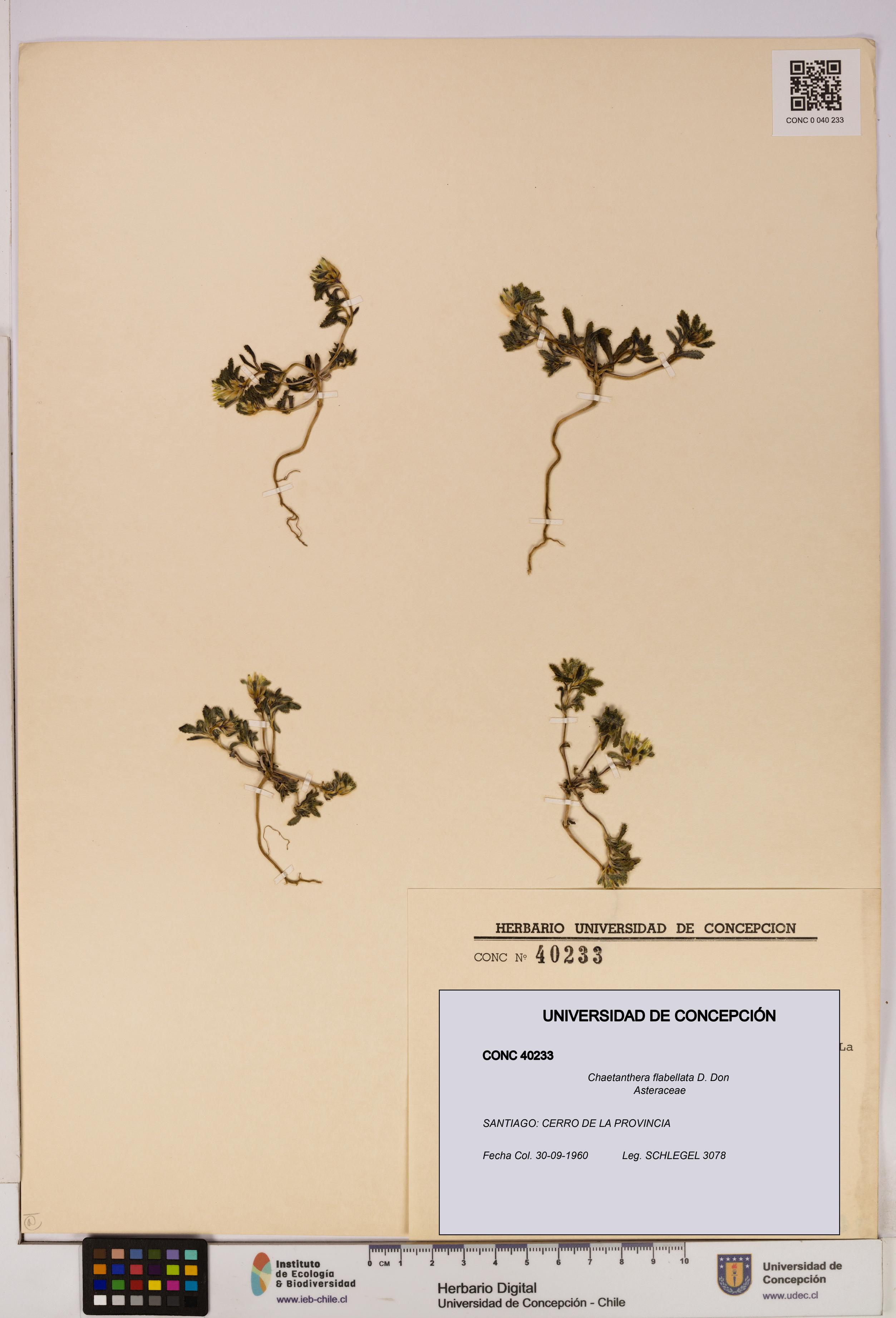 Chaetanthera flabellata [Espécimen: UDEC:CONC:0040233]