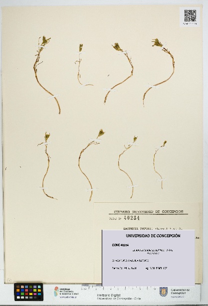 Lasthenia kunthii [Espécimen: UDEC:CONC:0040234]