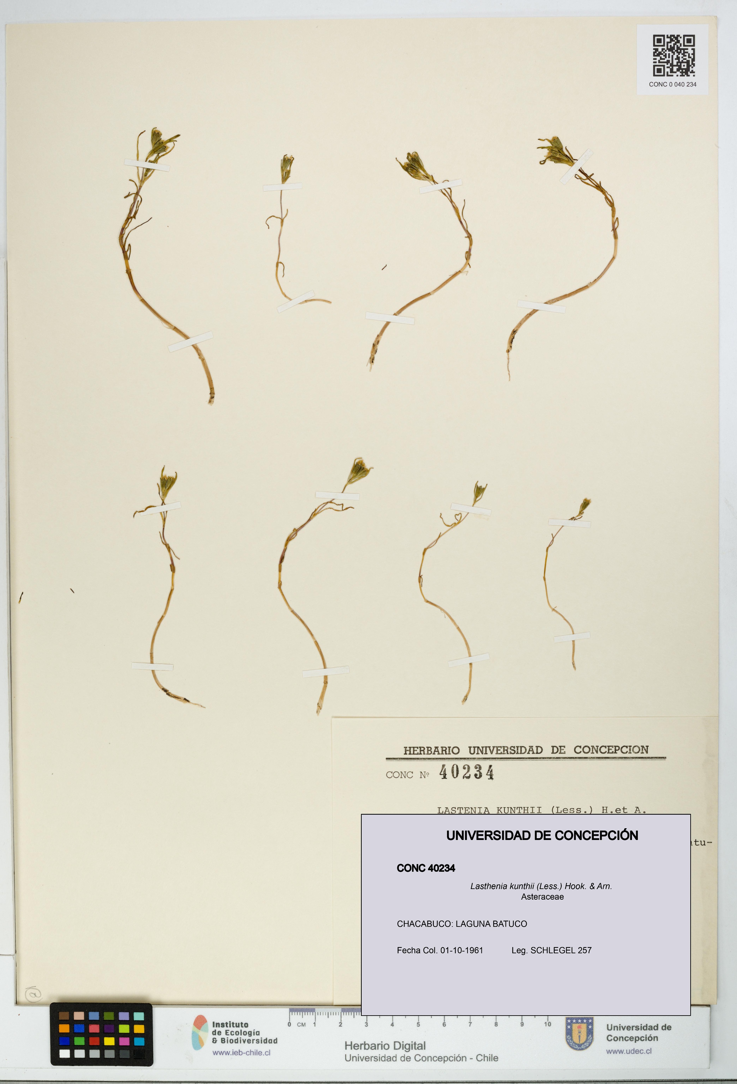 Lasthenia kunthii [Espécimen: UDEC:CONC:0040234]