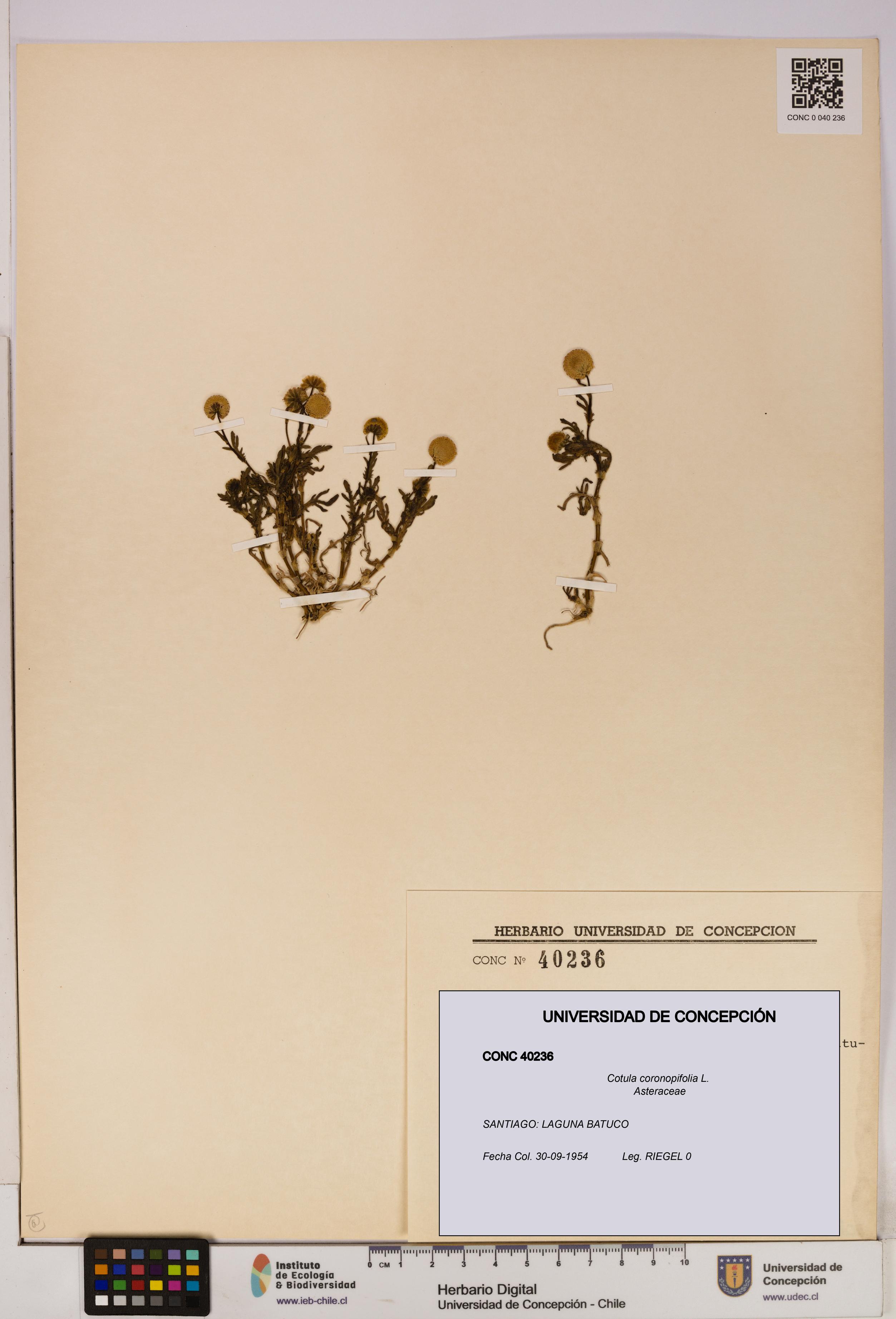 Cotula coronopifolia [Espécimen: UDEC:CONC:0040236]