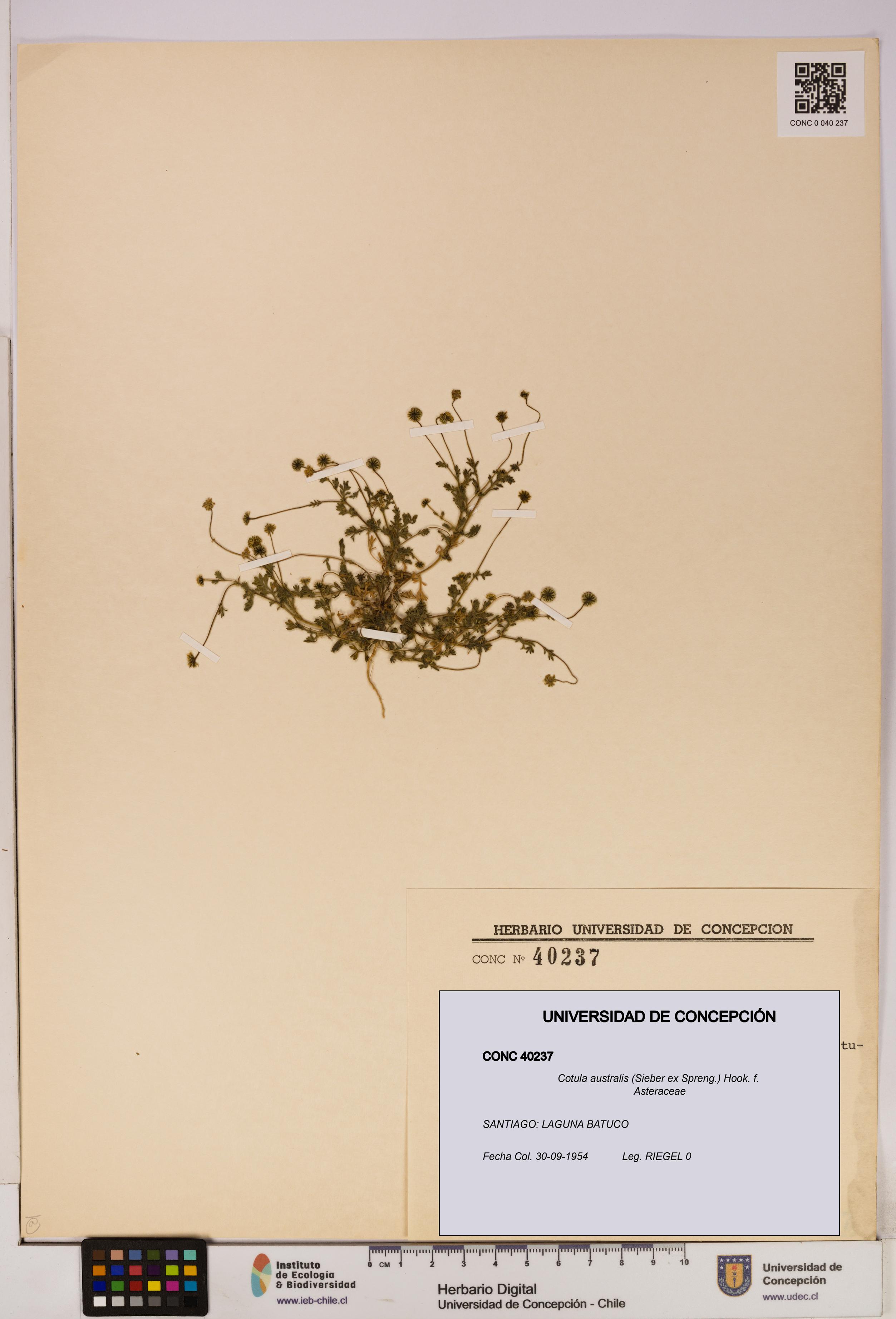 Cotula australis [Espécimen: UDEC:CONC:0040237]