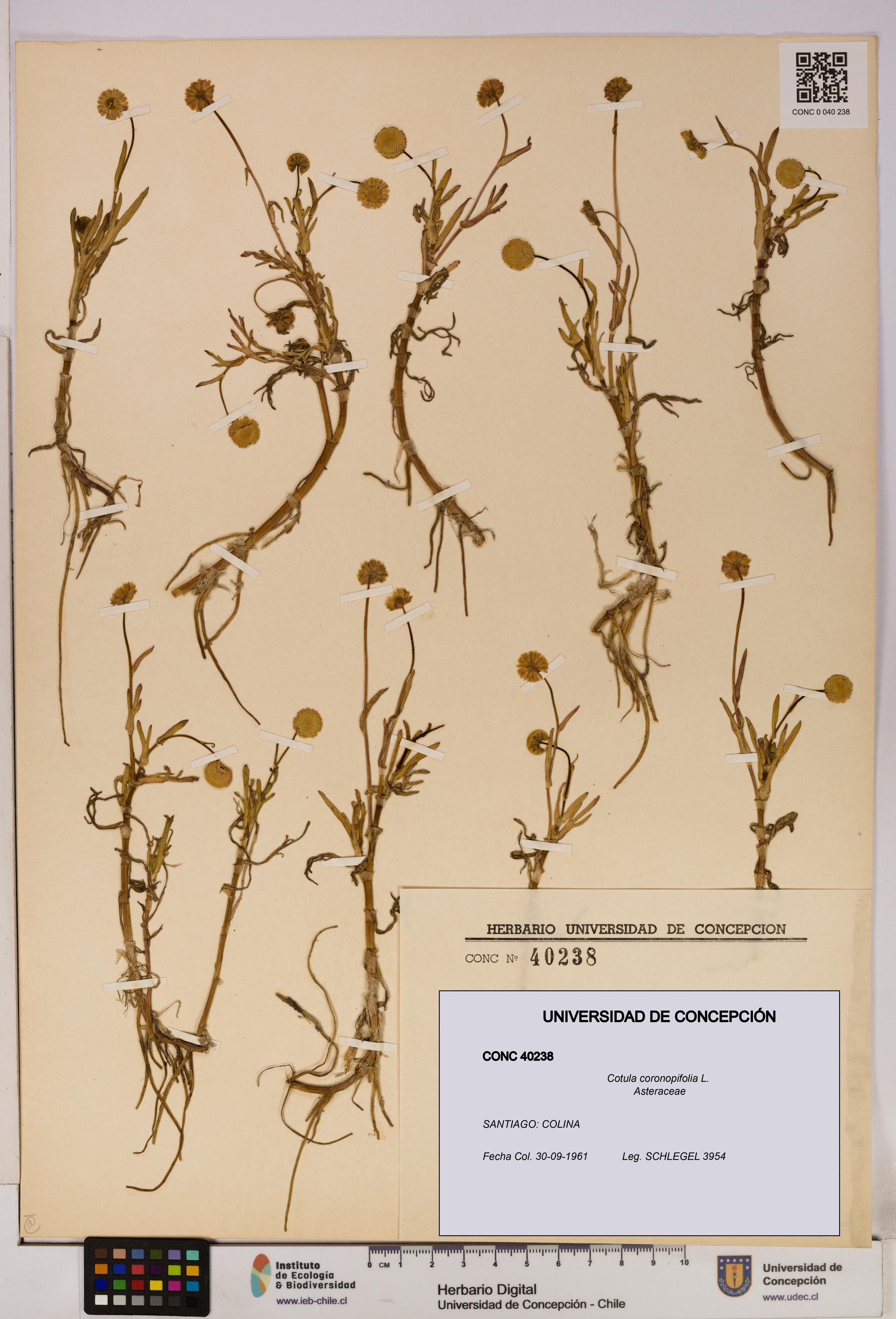 Cotula coronopifolia [Espécimen: UDEC:CONC:0040238]