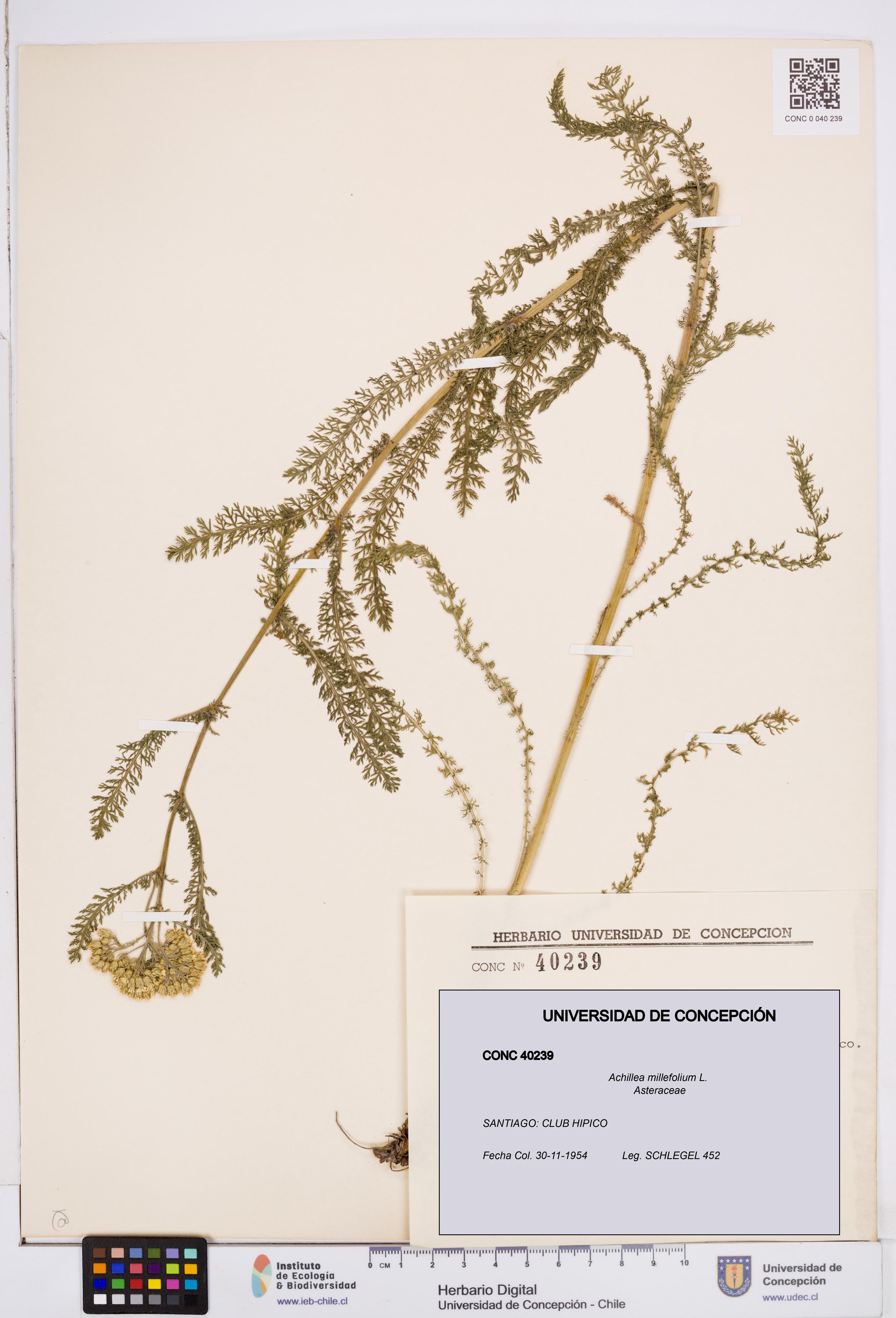 Achillea millefolium [Espécimen: ]