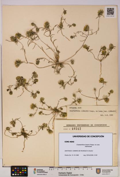 Chaetanthera linearis [Espécimen: UDEC:CONC:0040242]