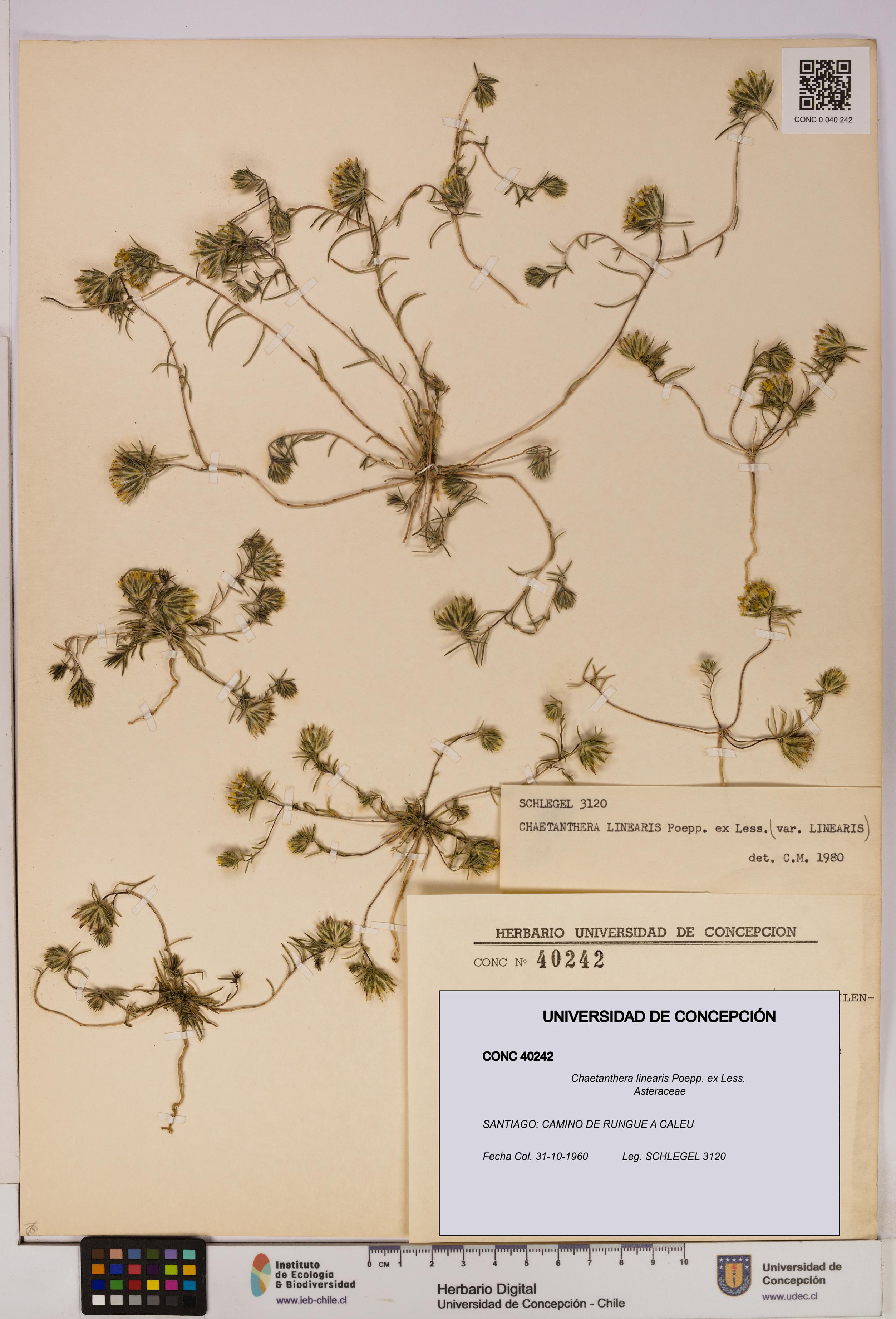 Chaetanthera linearis [Espécimen: UDEC:CONC:0040242]