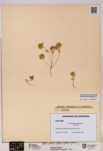 Chaetanthera multicaulis [Espécimen: UDEC:CONC:0040243]