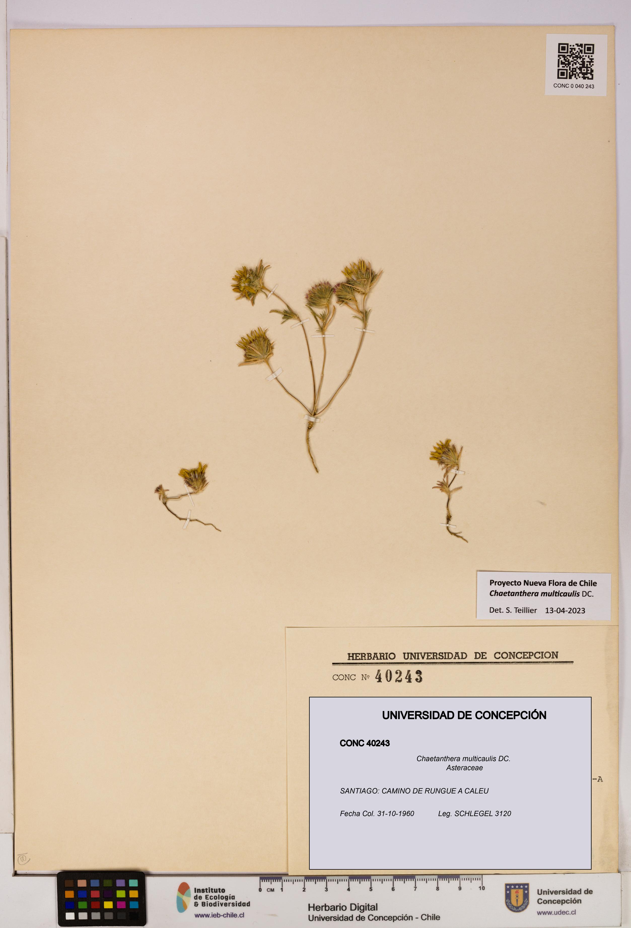 Chaetanthera multicaulis [Espécimen: UDEC:CONC:0040243]