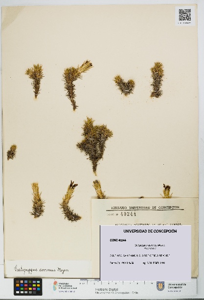 Calopappus acerosus [Espécimen: ]