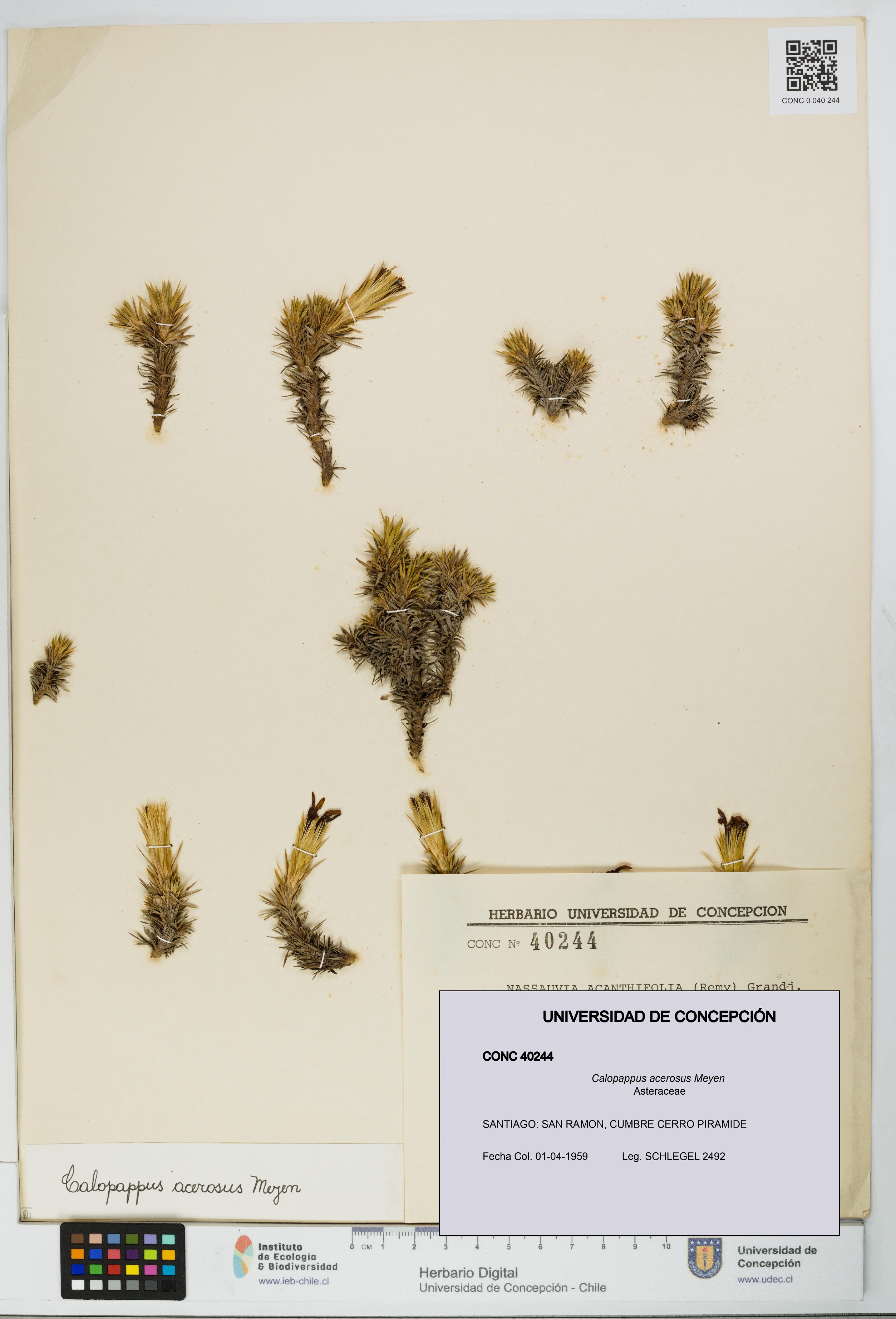 Calopappus acerosus [Espécimen: ]