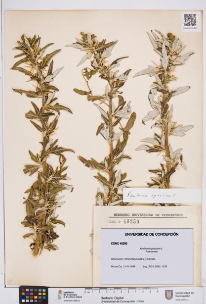 Xanthium spinosum [Espécimen: ]