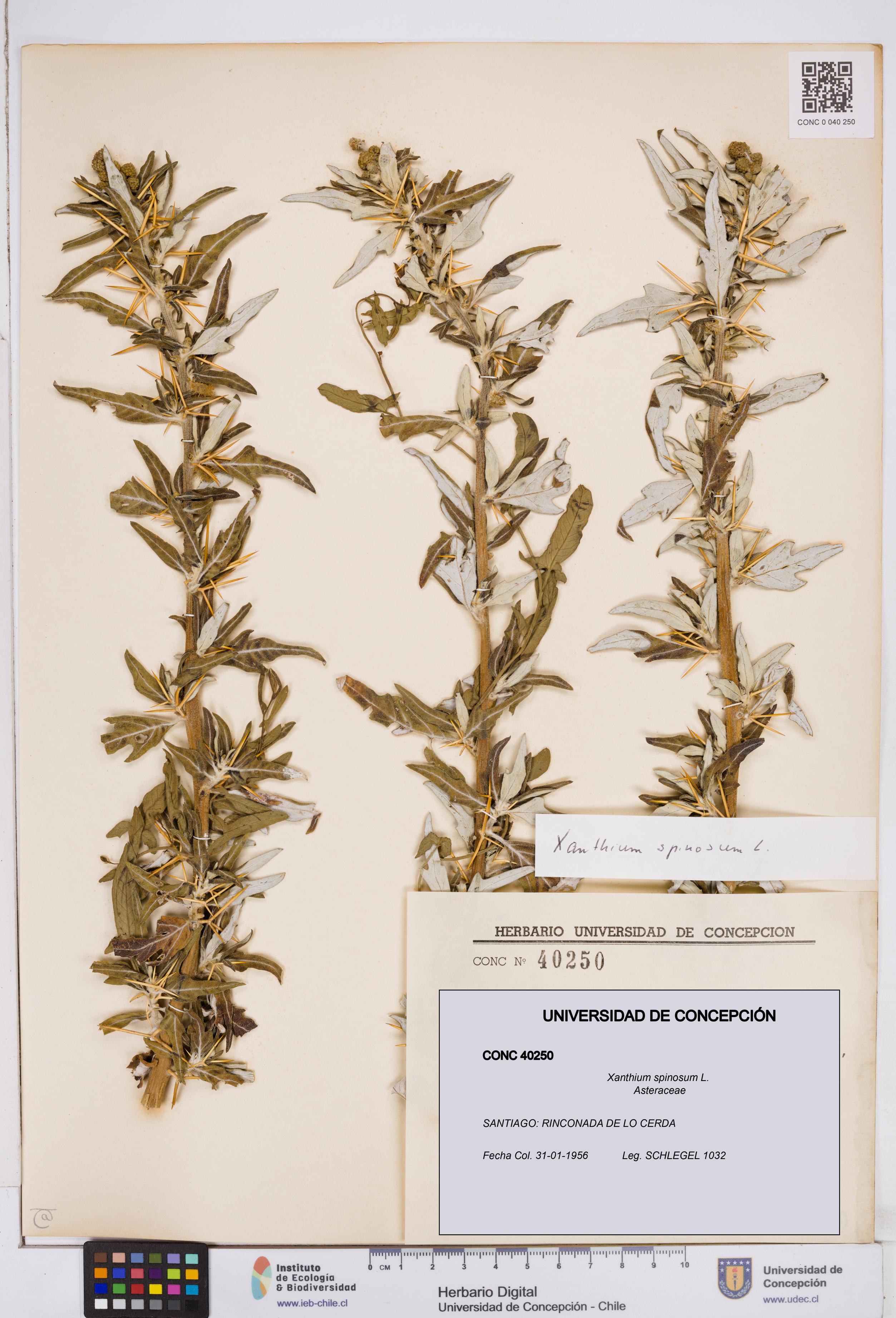 Xanthium spinosum [Espécimen: ]