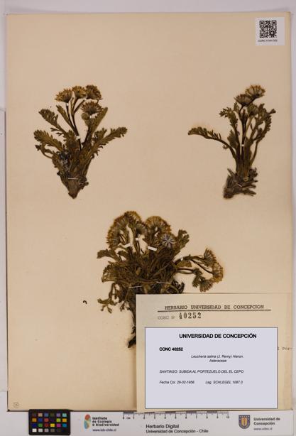 Leucheria salina [Espécimen: UDEC:CONC:0040252]