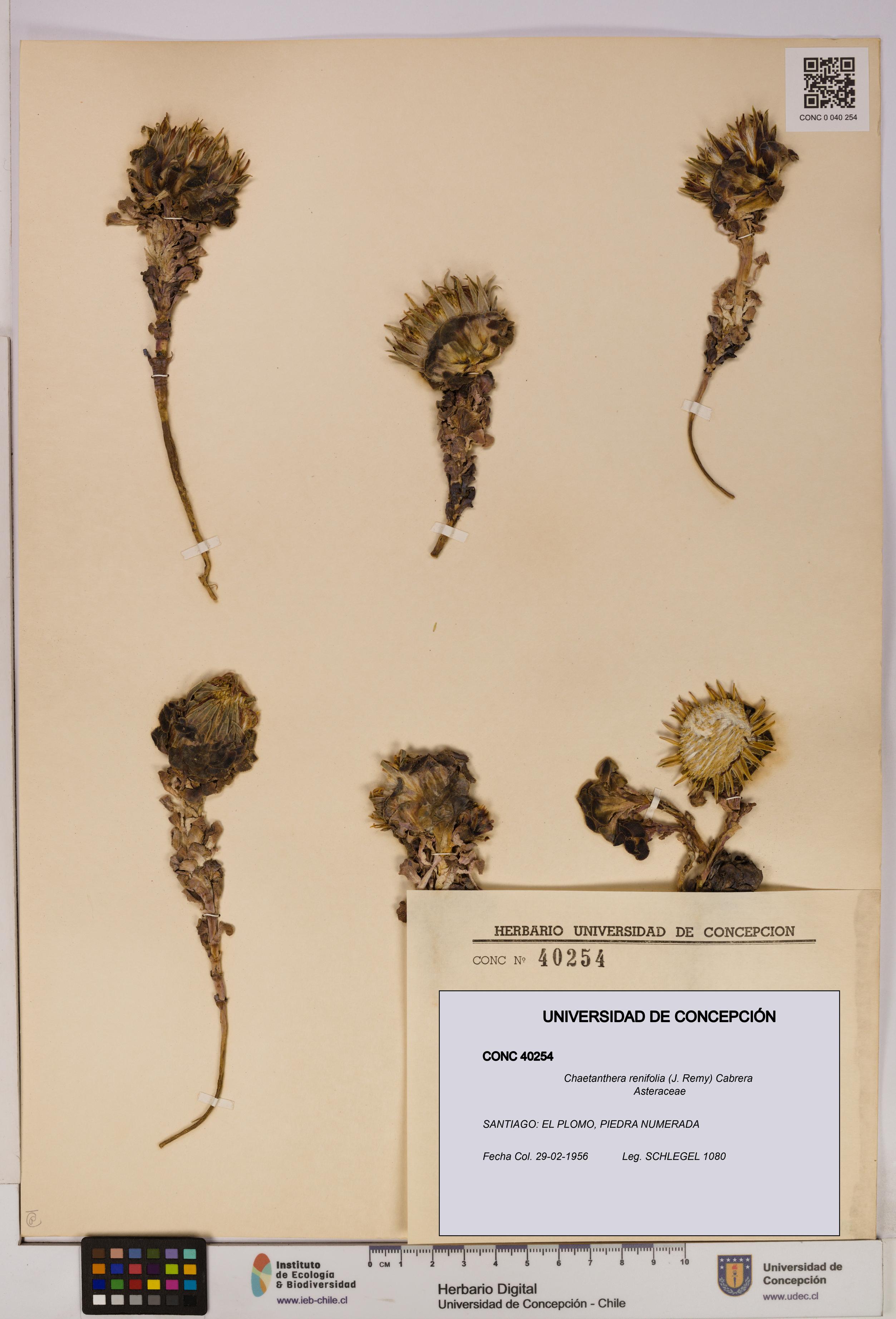 Chaetanthera renifolia [Espécimen: UDEC:CONC:0040254]