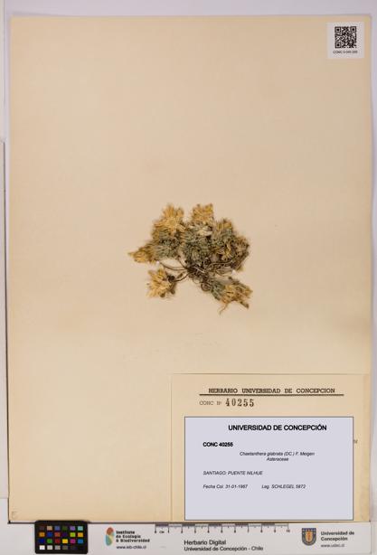 Chaetanthera glabrata [Espécimen: UDEC:CONC:0040255]