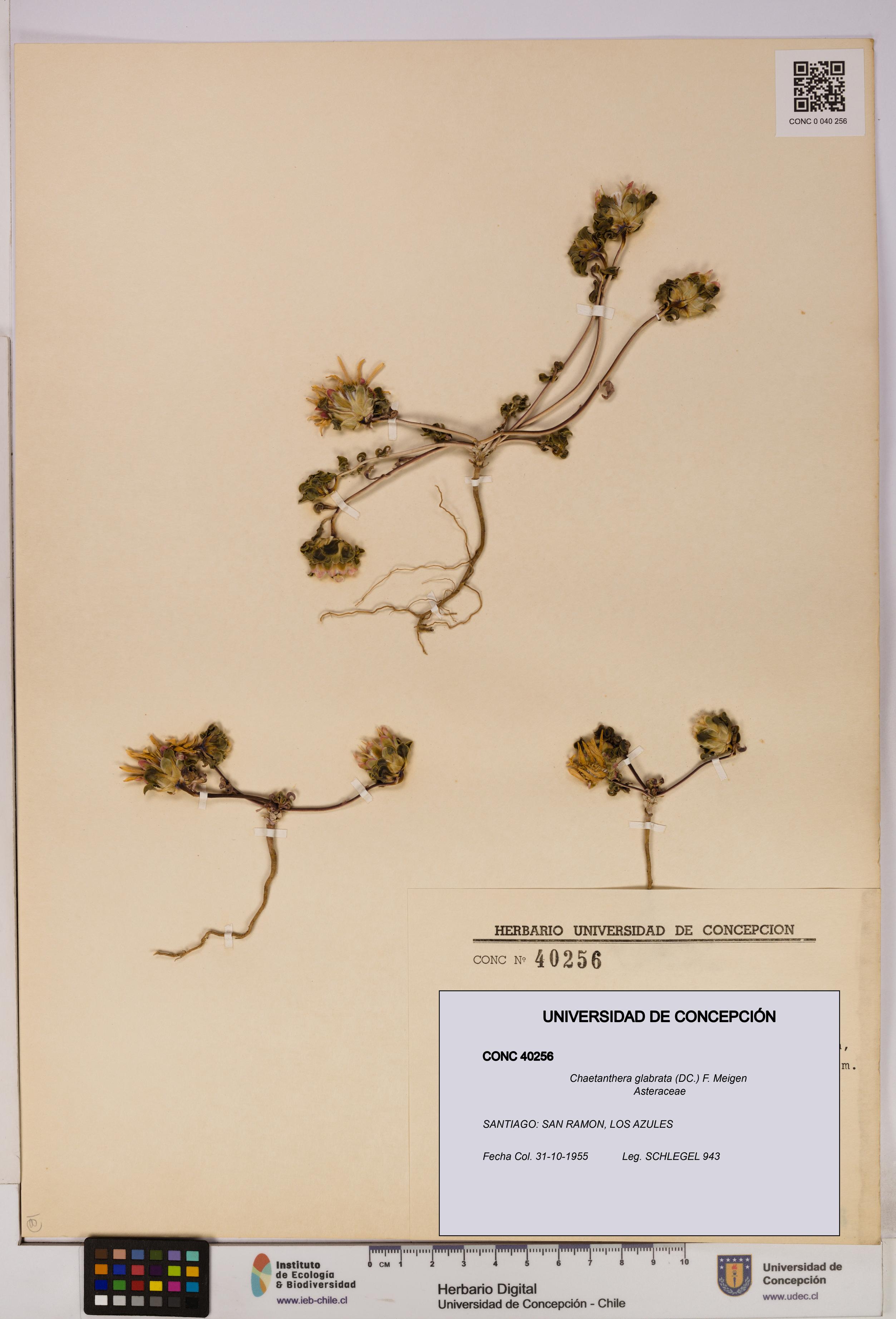 Chaetanthera glabrata [Espécimen: UDEC:CONC:0040256]