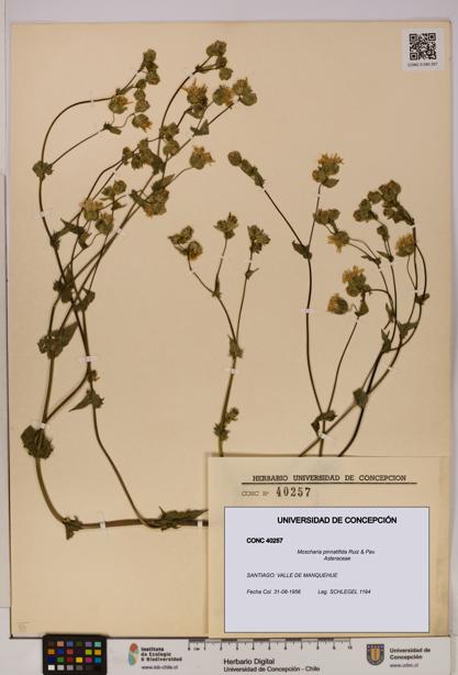 Moscharia pinnatifida [Espécimen: UDEC:CONC:0040257]