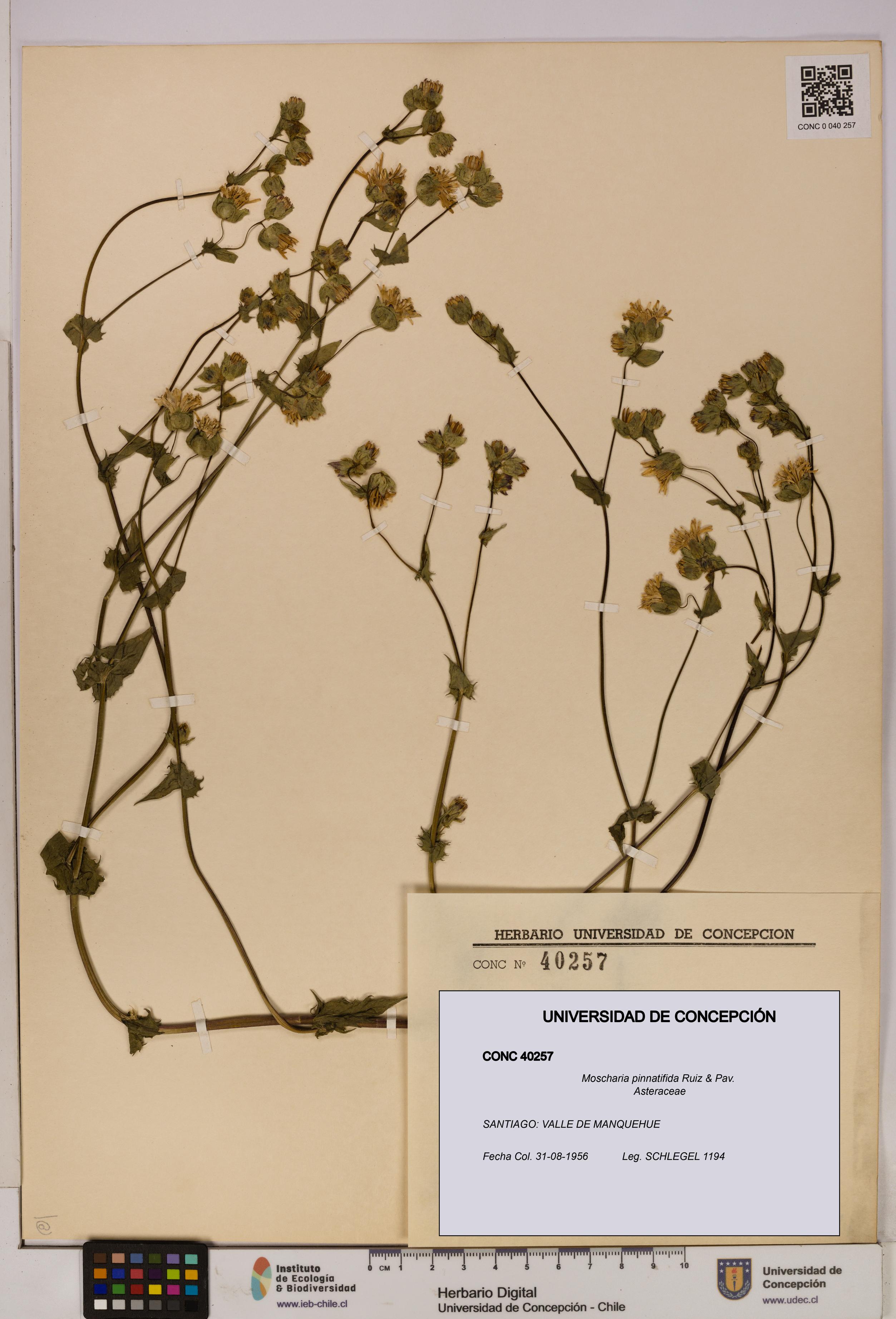 Moscharia pinnatifida [Espécimen: UDEC:CONC:0040257]