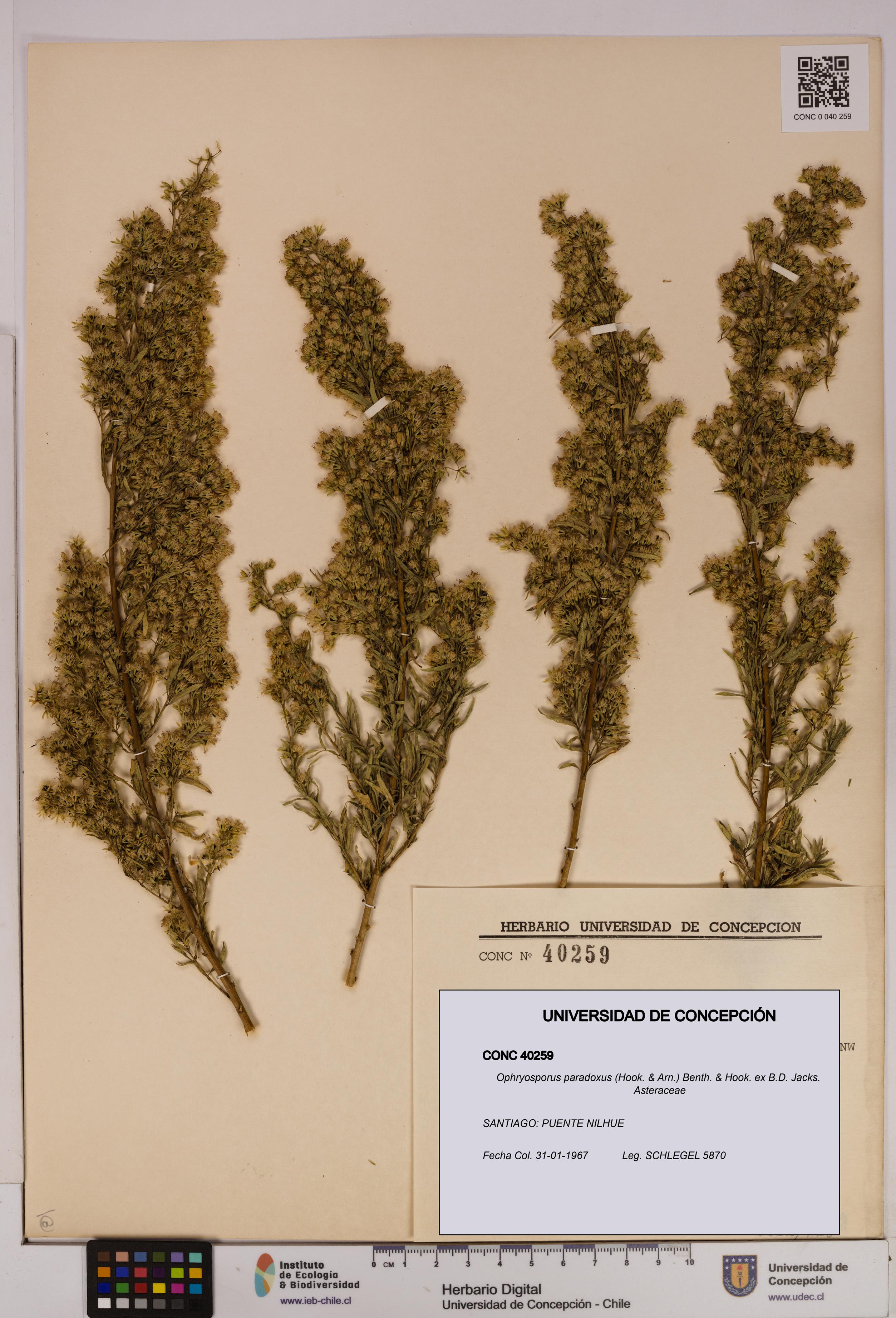 Ophryosporus paradoxus [Espécimen: UDEC:CONC:0040259]