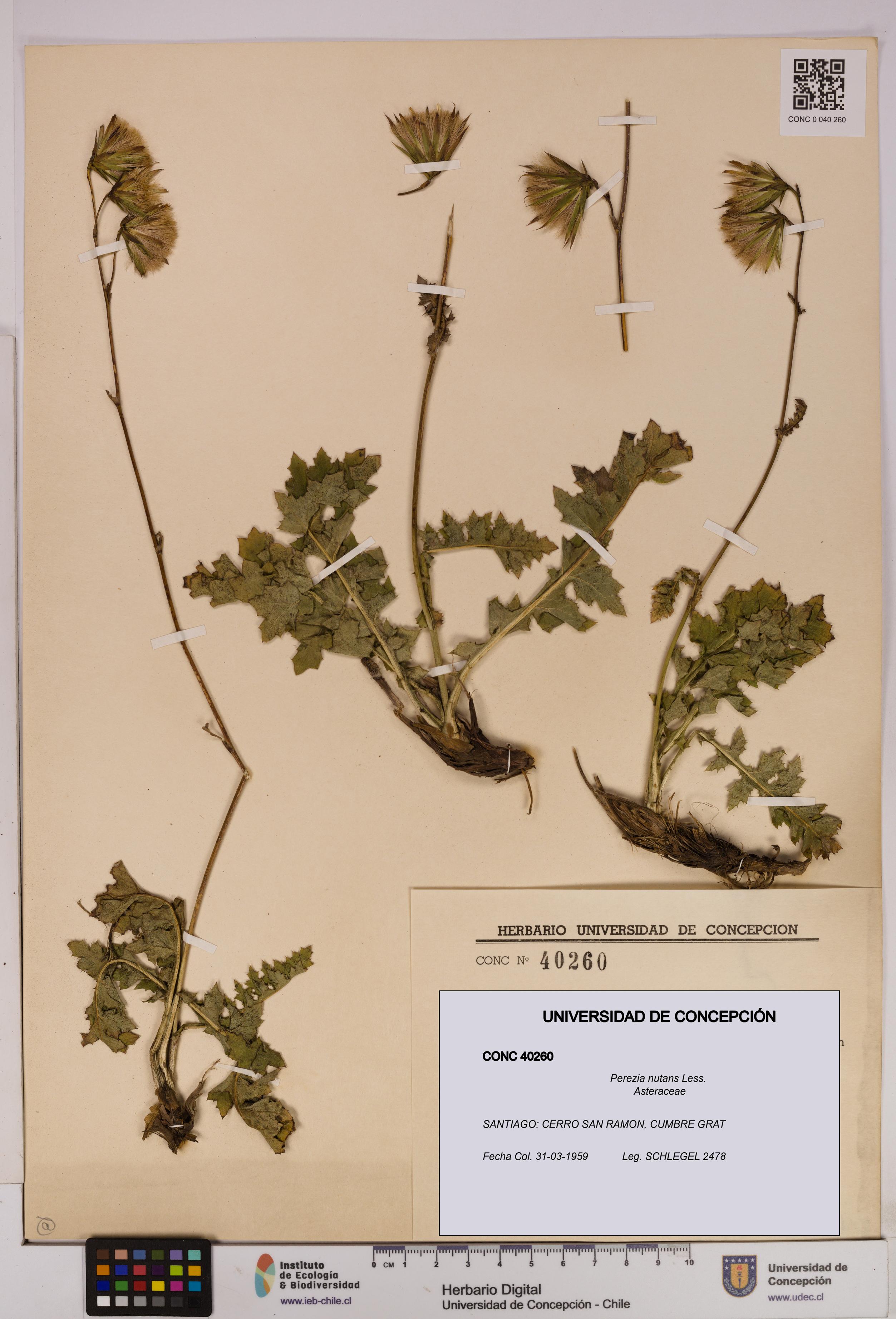 Perezia nutans [Espécimen: UDEC:CONC:0040260]